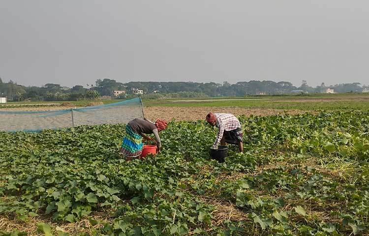 শীত আসার সাথে সাথে সবুজে ছেয়ে গেছে দুটি ইউনিয়নের কৃষি জমিগুলো। সেই সাথে কৃষকদের মুখেও হাসি ফুটে উঠেছে।