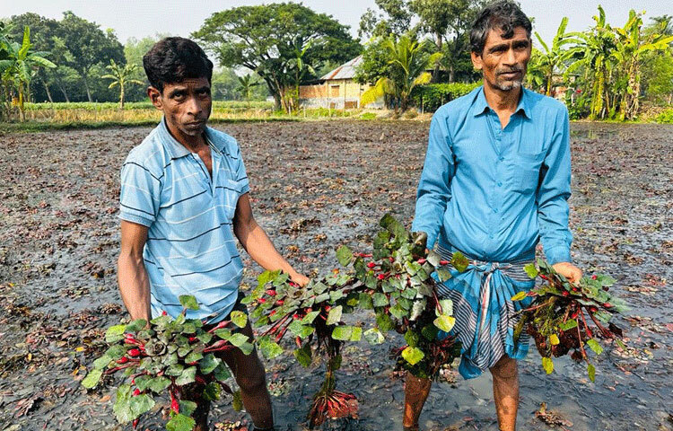 খরচ কম হওয়ায় অনেকেই ঝুঁকে পড়েছেন এ ফল চাষে। সরকারিভাবে সহায়তা পেলে এ চাষ বাড়বে বলে মনে করছেন চাষিরা। ছবি: জাগো নিউজ