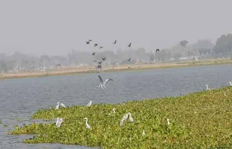 তবে এক্ষেত্রে ব্যতিক্রম উকড়ি বিল। নির্বিঘ্নে থাকা ও যথেষ্ট খাবার পাওয়ায় অনেক পাখি গ্রীষ্মকালেও বিলে থেকে যায়। ছবি: মামুনূর রহমান হৃদয়