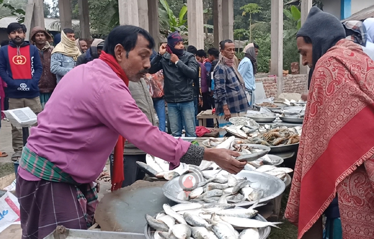 শরীয়তপুরের মনোহর বাজার ও তার আশপাশের এলাকার শতবছরের ঐতিহ্য এটি। প্রতি বছরের মাঘ মাসের প্রথম দিনে মনোহর বাজার কালিমন্দির ও গরুর মাঠে বসে এই ঐতিহ্যবাহী জোড় মাছের মেলা। ছবি: বিধান মজুমদার অনি