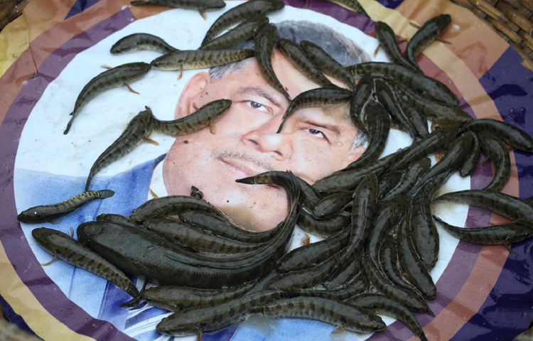 শোল মাছের পাশাপাশি ছোট-বড় টাকি মাছও রয়েছে। ছবি: মাহবুব আলম