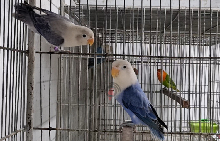 এরপর তিনি সিদ্ধান্ত নেন চাকরি ছেড়ে নিজে কিছু করবেন। তাই ২০২১ সালে চাকরি ছেড়ে বাড়িতে চলে আসেন। এলাকায় ফিরে ইন্টেরিয়র ডিজাইন করার পাশাপাশি ৪৫ শতাংশ জমি ভাড়া নিয়ে গড়ে তোলেন শৌখিন লাভবার্ডসের ব্রিডিং ফার্ম। ২ বছরের প্রচেষ্টার মাধ্যমে তার এই ফার্মে এখন ১৫ প্রজাতির লাভবার্ডসের ব্রিডিং করানো হয়।  ছবি: বিধান মজুমদার অনি