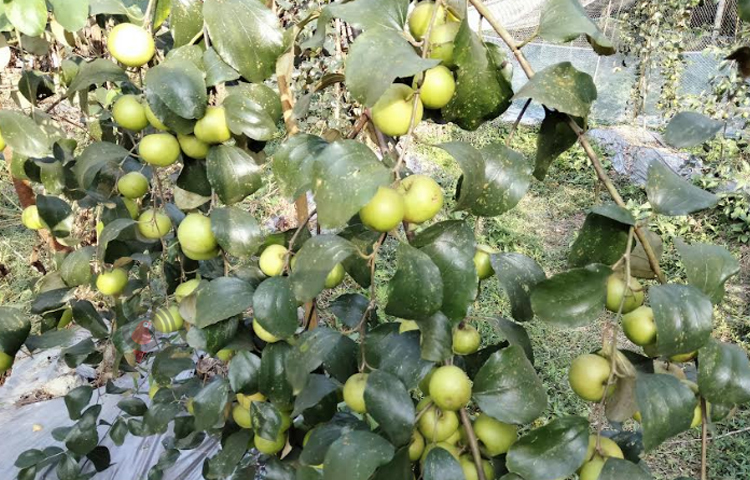 গত বছরের এপ্রিল মাসে বাড়ির পাশে প্রথমে ২০ শতক জায়গায় বলসুন্দরী জাতের মাত্র ৪৫টি বরই গাছের লাগাই। পরে আরো ৩০ শতক জায়গায় চাষের পরিধি আরো বাড়াই। খুলনার মেহেরপুর থেকে চারাগুলো সংগ্রহ করেছি। ছবি: এম মাঈন উদ্দিন