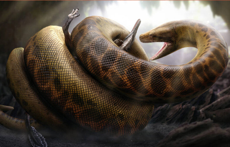 টাইটানোবোয়া বিষধর ছিল না। শিকারকে কাবু করার জন্য তাদের সাধারণ পদ্ধতি হলো, শিকারকে শক্তভাবে পেঁচিয়ে দমবন্ধ করে মেরে ফেলা।  এখনকার অজগর বা অ্যানাকোন্ডার মতো তারা শিকার ভক্ষণের জন্য তাদের মুখকে শরীরের তুলনায় দশগুণ বেশি প্রসারিত করতে পারত। তাদের উপস্থিত থাকত শক্ত ধারালো দাঁত। ছবি: সংগৃহীত