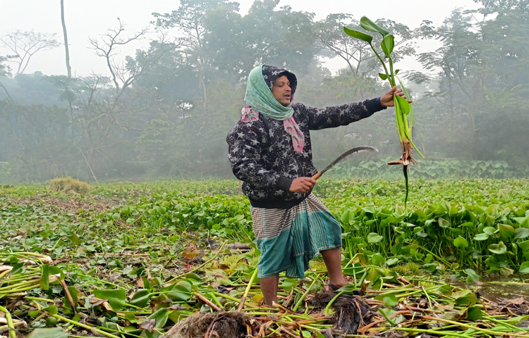 তীব্র ঠান্ডার মধ্যেও গবাদিপশুর খাবার জোগাতে ব্যস্ত কৃষক। ছবি: বিধান মজুমদার অনি