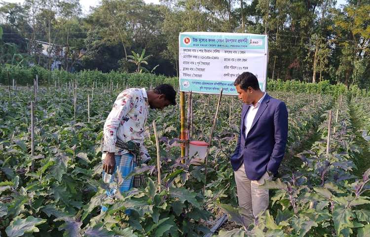 দুর্গাপুর ইউনিয়নের হাজীশ্বরাই ও খৈয়াছড়া ইউনিয়নের পূর্ব খৈয়াছড়া এলাকায় বেগুন ক্ষেতে কাজ করছে কৃষকেরা। ছবি: এম মাঈন উদ্দিন