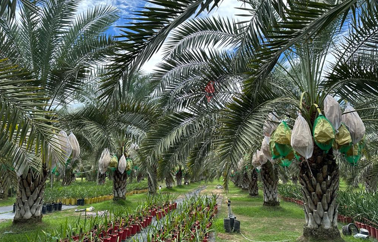 ‘তবে আমি চিন্তা করতে পারিনি, আরব দেশ ছাড়া থাইল্যান্ডে এতো বড় খেজুর বাগান আছে। আমি মুগ্ধ হয়েছি। খেজুরগুলো খুব সুস্বাদু। তবে গাছের চারার দাম অনেক বেশি। তারপরও আমি ৫০০ চারার অর্ডার করেছি।’ ছবি: এম মাঈন উদ্দিন