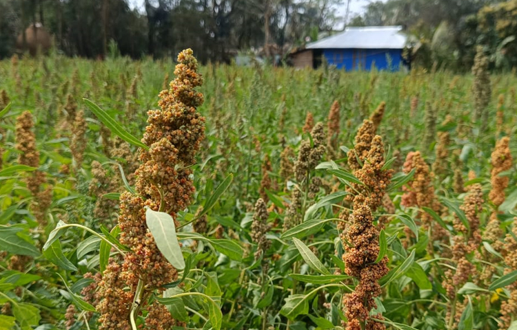 জানা গেছে, বাংলাদেশে নতুন ফসল হিসেবে পরিচিতি পেলেও এ ফসলের বেশ চাহিদা ইউরোপ আমেরিকায়। সুপার ফুড নামে পরিচিত এ পণ্যে রয়েছে হাইপ্রোটিন, ভিটামিন, মিনারেল, আয়রন ও এন্টিঅক্সিডেন্ট। তবে ডায়াবেটিস রোগীদের জন্য বেশ উপকারী। ছবি: এম মাঈন উদ্দিন