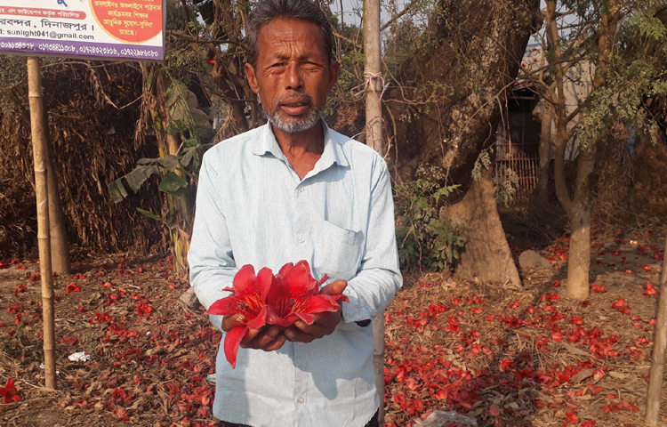বৃদ্ধ ললিত চন্দ্র রায় বলেন, ৭০ বছর ধরে রাস্তার ধারে শিমুল ফুল ফুটতে দেখছি। কিন্তু দিনদিন গাছ কমে যাচ্ছে। রাস্তার ধারের অনেক পুরাতন গাছ কেটে ফেলা হয়েছে। রাস্তা বড় হলে অনেক গাছ কাটা পড়বে। ছবি: এমদাদুল হক মিলন