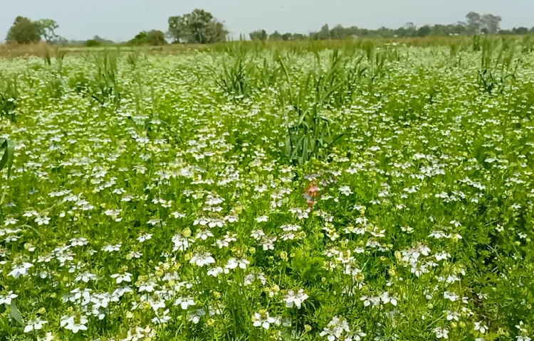 এছাড়াও জেলার সেনেরচর, বড় গোপালপুর, পালেরচর, জয়নগর, বিলাশপুর, নড়িয়ার চাকধ এলাকায় রয়েছে কালোজিরার আবাদ ও মৌয়ালদের বিচরণ। ছবি: বিধান মজুমদার