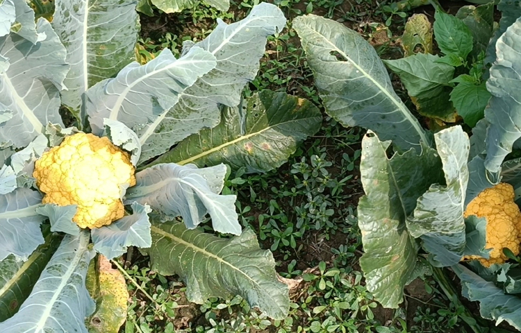 নাগরী ইউনিয়নের উপ-সহকারী কৃষি কর্মকর্তা মো. মনির উদ্দিন মোল্লা বলেন, আমাদের কৃষি অফিসারের পরামর্শ অনুযায়ী এবারই প্রথম রঙিন ফুলকপির বীজ সংগ্রহ করে কৃষক আলী হোসেনকে দিয়েছি। পরীক্ষামূলক এ ফুলকপির ফলন দেখে কৃষক খুশি। আশপাশের কৃষকেরাও এ ফুলকপি চাষে আগ্রহ দেখাচ্ছেন। ছবি: আব্দুর রহমান আরমান