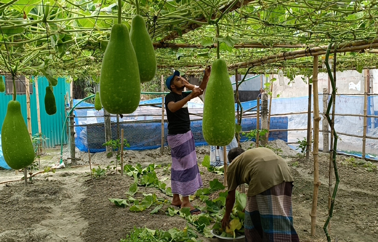 পরিবারের চাহিদা মেটানোর পাশাপাশি আত্মীয়-স্বজনকে দিয়েও প্রচুর লাউ অবিক্রিত থেকে যায়। অবিক্রিত লাউ বিক্রি করার জন্য বাজারে যেতে হয় না। ক্রেতারা এসেই নিজেদের পছন্দমতো লাউ কিনে নিয়ে যায়। ছবি: রাশেদুল ইসলাম রাজু