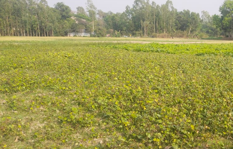 আগে দুই ফসলি জমির ফসল কাটার পর খালি পরে থাকতো জমিগুলো। তবে এখন সেই খালি জমিতে বিভিন্ন রকমের ডাল চাষ করা হয়। ছবি: এম মাঈন উদ্দিন
