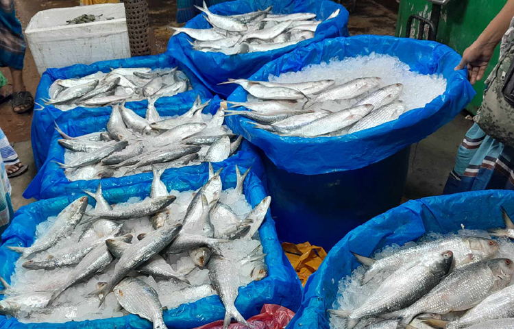 আড়ত ঘুরে দেখা গেছে, এবার ৬০০ টাকার নিচে ইলিশের কেজি মিলছে না। আর সর্বোচ্চ এক কেজি ওজনের ইলিশ বিক্রি হচ্ছে ২৫০০ থেকে ২৬০০ টাকায়। ছবি: রানা মাসুদ