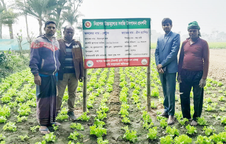 উপজেলা কৃষি কর্মকর্তা দীপক কুমার সাহা বলেন, যশোর অঞ্চলে টেকসই কৃষি সম্প্রসারণ প্রকল্পের অধীনে নিরাপদ উচ্চমূল্যের সবজি উৎপাদন প্রদর্শনী হিসেবে উপজেলায় ১৩২ শতক জমিতে লেটুস পাতা চাষ হয়েছে। ছবি: জামাল হোসেন