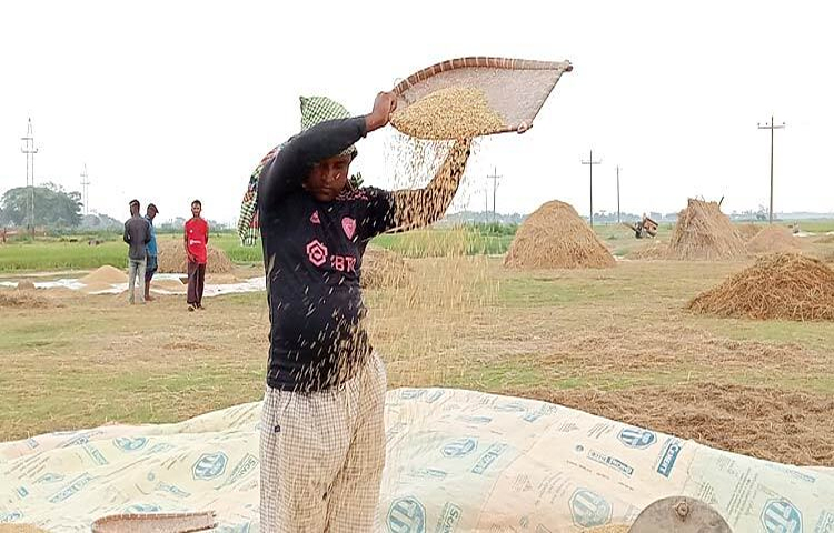 সুনামগঞ্জে মাঠে মাঠে দোল খাচ্ছে বোরো ধান। সোনালী ধান ঘরে তুলতে ব্যস্ত সময় পার করছেন কৃষকরা। তবে ফলন ভালো হলেও উৎপাদন ব্যয় উঠবে কি না তা নিয়ে শঙ্কায় আছেন তারা। ছবি: লিপসন আহমেদ