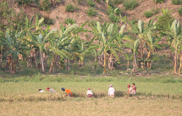 ধান কাটায় ব্যস্ত পাহাড়ের নারী শ্রমিক। ছবি: আরমান খান