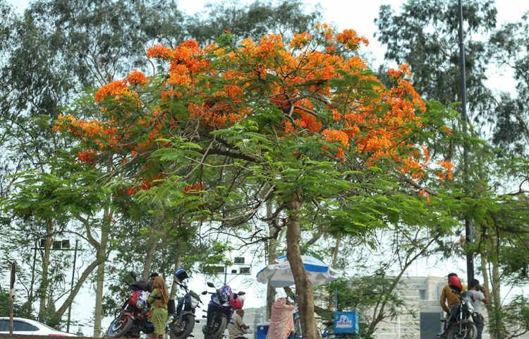 শেরেবাংলা নগরেও এখানে-ওখানে কৃষ্ণচূড়ার আধিক্য চোখে পড়ার মতো। এছাড়া ঢাকা বিশ্ববিদ্যালয়ের মলচত্বর যেন কৃষ্ণচূড়ার আরেক জগত। ছবি: মাহবুব আলম