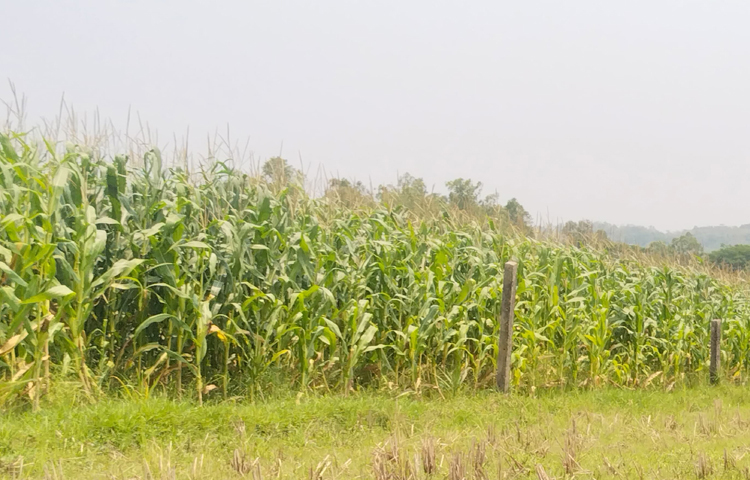 ভুট্টার দানা মানুষের খাদ্য হিসেবে এবং ভুট্টার গাছ ও সবুজ পাতা উন্নতমানের গোখাদ্য হিসেবে ব্যবহার হচ্ছে। গরু, হাঁস-মুরগি ও মাছের খাদ্য হিসেবেও এর যথেষ্ট চাহিদা আছে। ছবি: এম মাঈন উদ্দিন