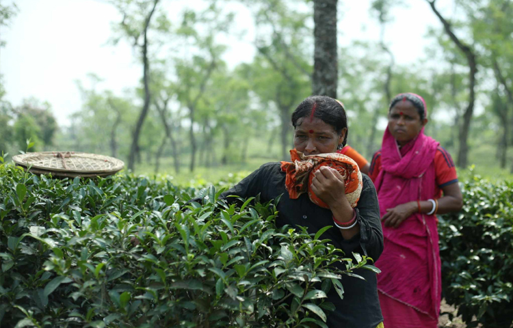 সারাদিনের শ্রমের তুলনায় চা শ্রমিকের মজুরি খুবই নগণ্য। ২০২২ সালে তাদের দৈনিক মজুরি নির্ধারণ করা হয় মাত্র ১৭০ টাকা। ছবি: মাহবুব আলম