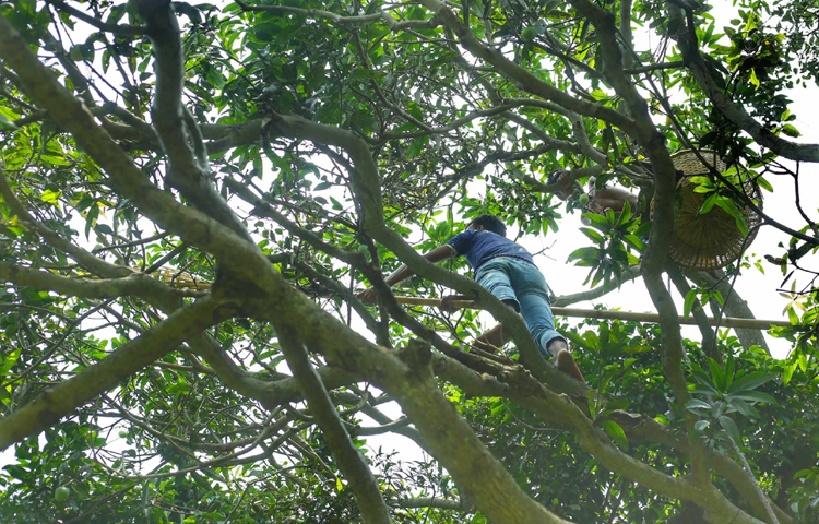 গাছে উঠে পাকা আম পারতে ব্যস্ত শ্রমিক। ছবি: মাহবুব আলম