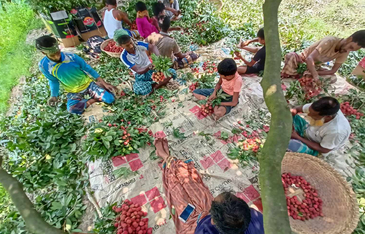 ছোট-বড় সবাই মিলে লিচু গুণে থোকা থোকা করে রাখছেন বিক্রির জন্য। ছবি: মাহবুব আলম