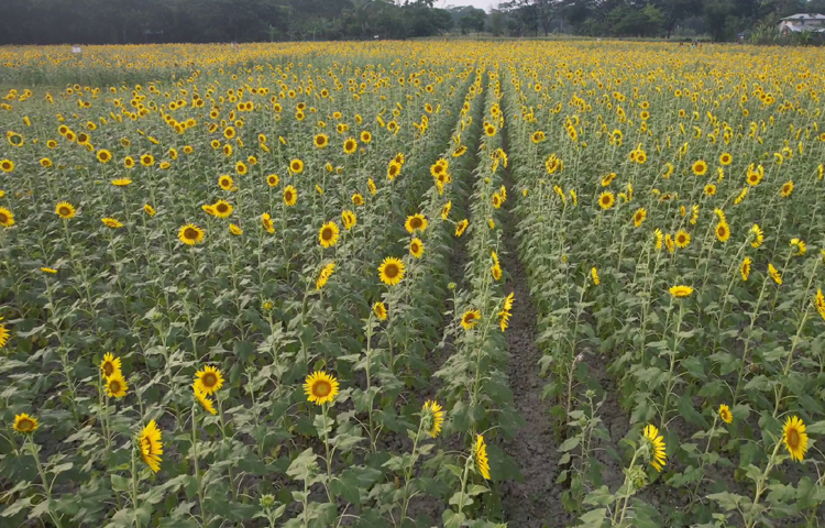 এবার পটুয়াখালীর বিস্তীর্ণ জমিতে সমন্বিত পরিকল্পনায় সূর্যমুখী আবাদ করেছেন কৃষকরা। আবাদ থেকে শুরু করে পরিচর্যা, ফসল সংগ্রহ, মজুত, তেল উৎপাদন, তেল ও খৈল বাজারজাতকরণেও কৃষকেরা দলবদ্ধ হয়ে কাজ করছেন। ছবি: আব্দুস সালাম আরিফ