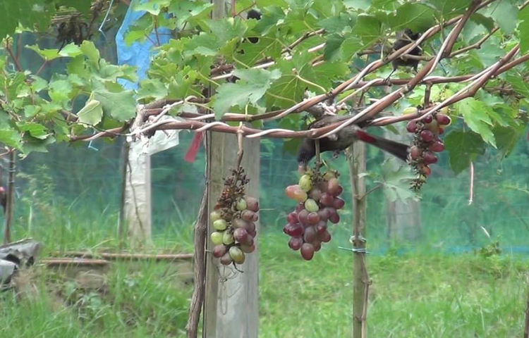 মাচায় ঝুলে থাকা আঙুরে ক্ষুদা নিবারণ করছে ছোট্ট বুলবুলি পাখি। ছবি: এন কে বি নয়ন
