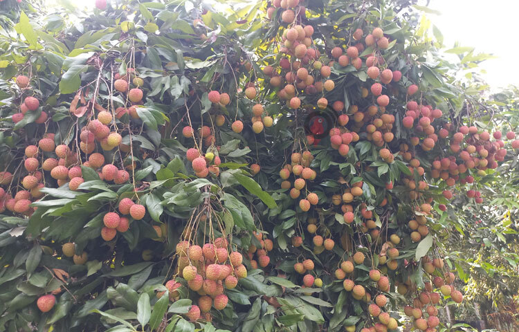 চাষিদের দাবি, দিনাজপুর, ঈশ্বরদীসহ দেশের অন্য অঞ্চলের চেয়ে রসালো ও সুস্বাদু হওয়ায় বাজারে বেশ চাহিদা রয়েছে রাজবাড়ীর লিচুর। ছবি: রুবেলুর রহমান