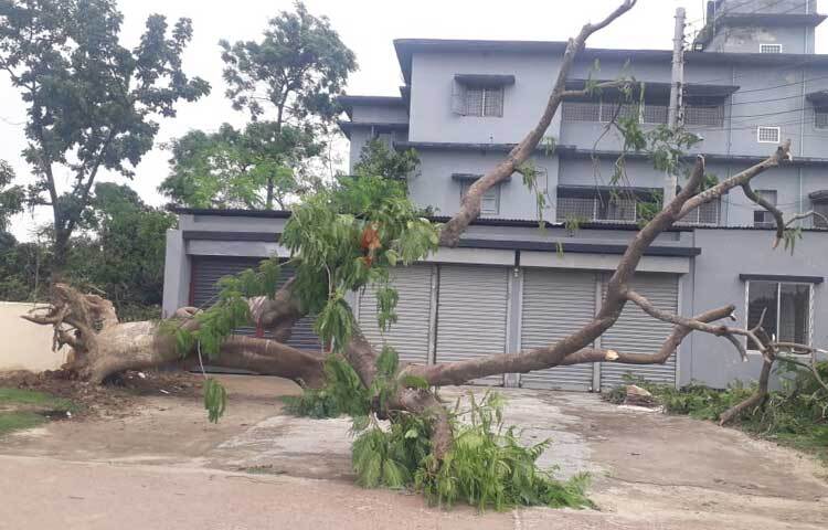ঝড়ে উপড়ে পড়েছে গাছপালা। ছবি: এমদাদুল হক মিলন
