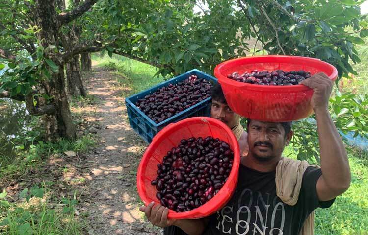 বিক্রির জন্য নিয়ে যাওয়া হচ্ছে সংগ্রহ করা পাকা জাম। ছবি: আরিফুর রহমান