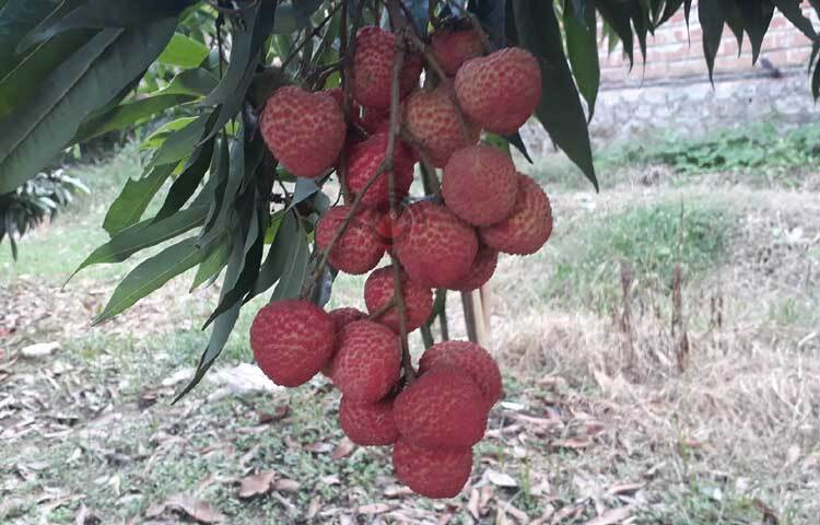 গাছে থোকায় থোকায় ঝুললে রসালো লিচু। ছবি: এমদাদুল হক মিলন