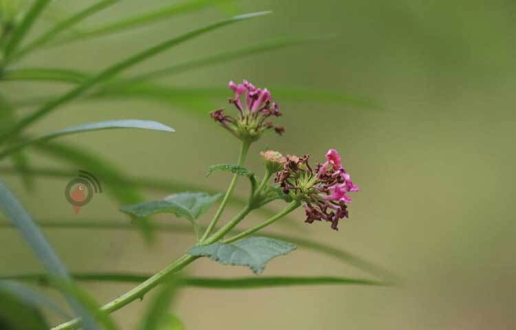 রাস্তার পাশে এবং বনে-বাগানে ফুটেছে বুনো ফুল। ছবি: আরমান খান