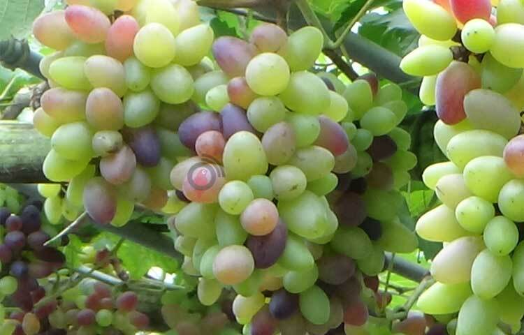 জানা গেছে, বাবুর সংগ্রহে থাকা ১১টি জাতের পাশাপাশি ভারত থেকে আরও ১২টি জাত সংগ্রহ করে বাগান করতে ৭০ শতাংশ জমি প্রস্তুত করছেন। ছবি: রু‌বেলুর রহমান