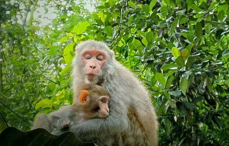 জীববৈচিত্র্যে ভরপুর এই পার্কে দেখা মেলে বিভিন্ন বিরল প্রজাতির পশু-পাখি। রয়েছে নানাজাতের বানরও। ছবি: মো. শাওন