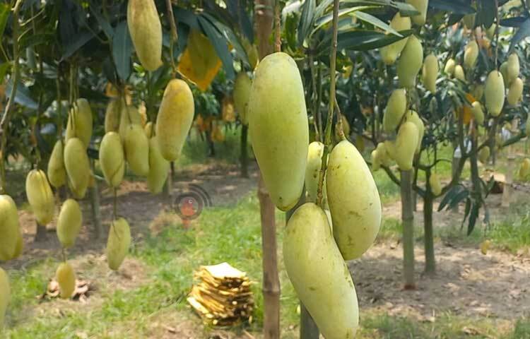 তার এই আম বাগান দেখতে জেলার বিভিন্ন স্থান থেকে দর্শনার্থীরা ভিড় জমান। ছবি: শরীফুল ইসলাম