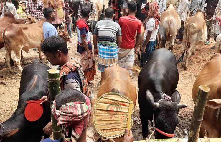 অন্যান্য সময়ের চেয়ে আজ হাটে তুলনামূলক বেশি পশু আনা হয়েছে। ছবি: মাহবুবুল ইসলাম পলাশ