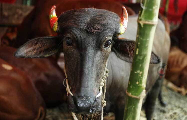 প্রতিবারের মতো দেশের বিভিন্ন প্রান্ত থেকে এবারও গরু-ছাগল আসতে শুরু করেছে রাজধানীর পশুর হাটগুলোয়। ছবি: মাহবুব আলম