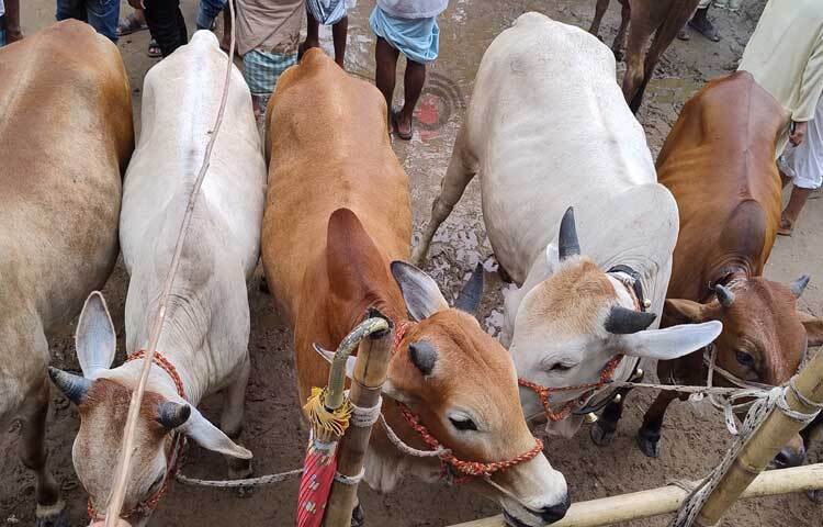 এবার বড় গরুর তুলনায় মাঝারি ও ছোট গরুর দাম অনেক বেশি। ছবি: এম মাঈন উদ্দিন