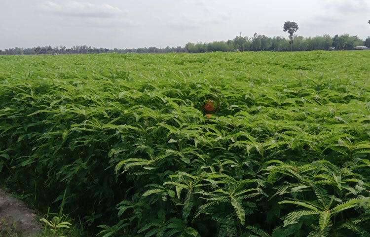 ধনিচা মাটির উর্বরতা ও ভৌত গুণাবলির উন্নতি সাধন করে। এটির মূল মাটির গভীরে যাওয়ায় পুষ্টি শোষণ করে মাটির উপরিভাগে আনে। মাটিতে গাছের পুষ্টি উপাদানকে সংরক্ষণ করে। একই সঙ্গে জমির আর্দ্রতা ও জোঁ অবস্থা সঠিক রাখে। এঁটেল মাটিকে নরম করে এবং বেলে মাটির পানি ধারণক্ষমতা বৃদ্ধিসহ ক্ষয়রোধ করে। ছবি: ইব্রাহিম সুজন