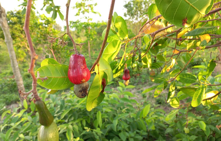 পাহাড়জুড়ে রং-বেরঙের কাজু আপেলের সঙ্গে কাজুবাদাম ঝুলে আছে। ছবি: সাইফুল উদ্দীন