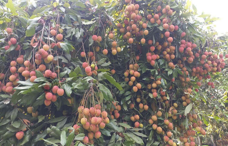 লিচুতে এপিকেচিন ও রুটিনের মতো দুটি অ্যান্টি–অক্সিজেন্ট যৌগ রয়েছে, যা এই গরমে বিভিন্ন রোগ প্রতিরোধে ভূমিকা রাখতে সাহায্য করে। ছবি: রুবেলুর রহমান