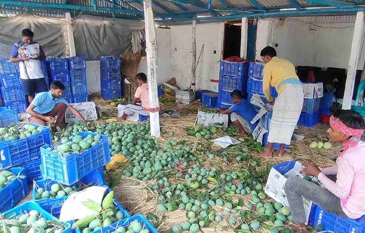 চাঁপাইনবাবগঞ্জের আম দেশে বিদেশে সুনাম কুড়িয়েছে বহুবার। এবার সুইডেনে রপ্তানি হচ্ছে এ জেলার আম। ছবি: সোহান মাহমুদ