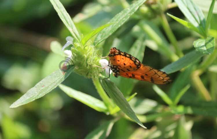 প্রজাপতি আর ঘাসফড়িংয়ে প্রাণবন্ত পাহাড়ের সবুজ প্রকৃতি।  ছবি: আরমান খান