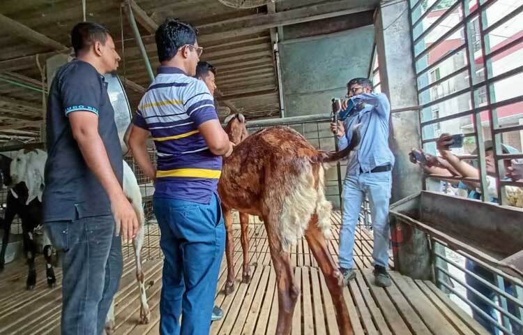 অনেকে মোহাম্মদপুর বেড়িবাঁধ সাদিক এগ্রো ফার্মের ভেতরে গিয়েও ছাগলের সাথে ছবি তুলছে। ছবি: মাহবুব আলম