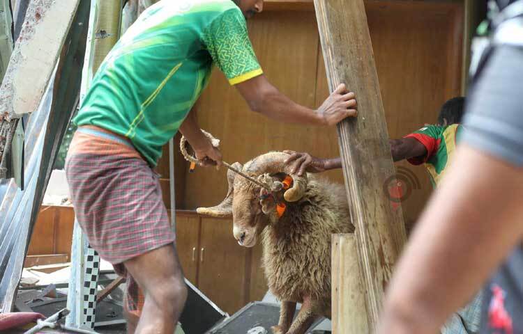 তবে এখনো খামার থেকে গরু বের করা হয়নি। খামারের যে অংশে গরু রাখা হয়েছে, সে জায়গা খালের সীমানায় পড়েনি বলে জানিয়েছে ডিএনসিসির সম্পত্তি বিভাগ সূত্র। ছবি: মাহবুব আলম