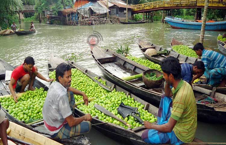 প্রতিদিন এই ভাসমান হাটে কয়েক লাখ টাকার লেবু কেনাবেচা হয়। পাইকাররা নৌকা থেকে লেবু কিনে গাড়িতে করে বরিশাল আড়তে নিয়ে বিক্রি করেন। ছবি: মো. আতিকুর রহমান