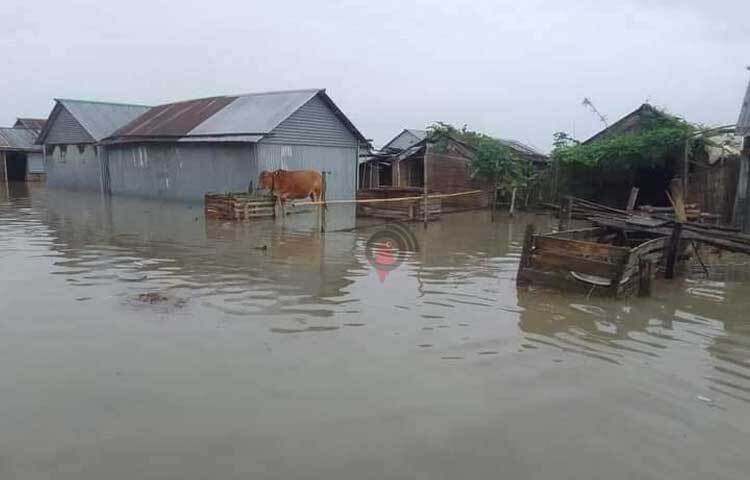 গৃহপালিত প্রাণী নিয়ে দুশ্চিন্তায় পড়ছেন পানিবন্দি মানুষরা। ছবি: এ এইচ শামীম