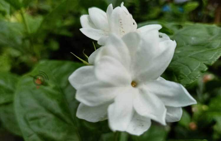 ভরা বাদল দিনে ভেজা বাতাসে ভেসে বেড়াচ্ছে বেলি ফুলের সৌরভ। ছবি: মাহবুব আলম