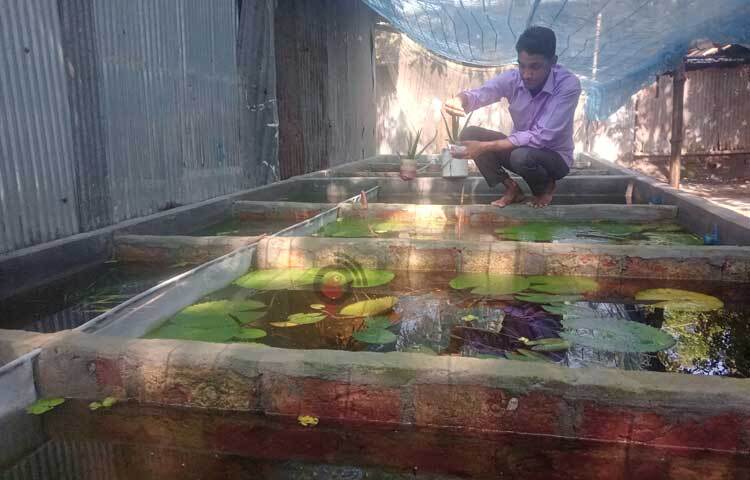 শুরুতে বাড়ির উঠানের জন্য ৫০০ টাকায় ১০ পিস মিক্সগাপ্পি মাছ কেনেন। ছোট্ট পরিসরে প্রজেক্ট শুরু করলেও বর্তমানে ২১টি পাকা চৌবাচ্চায় করছেন চাষাবাদ। ছবি: ইব্রাহিম সুজন